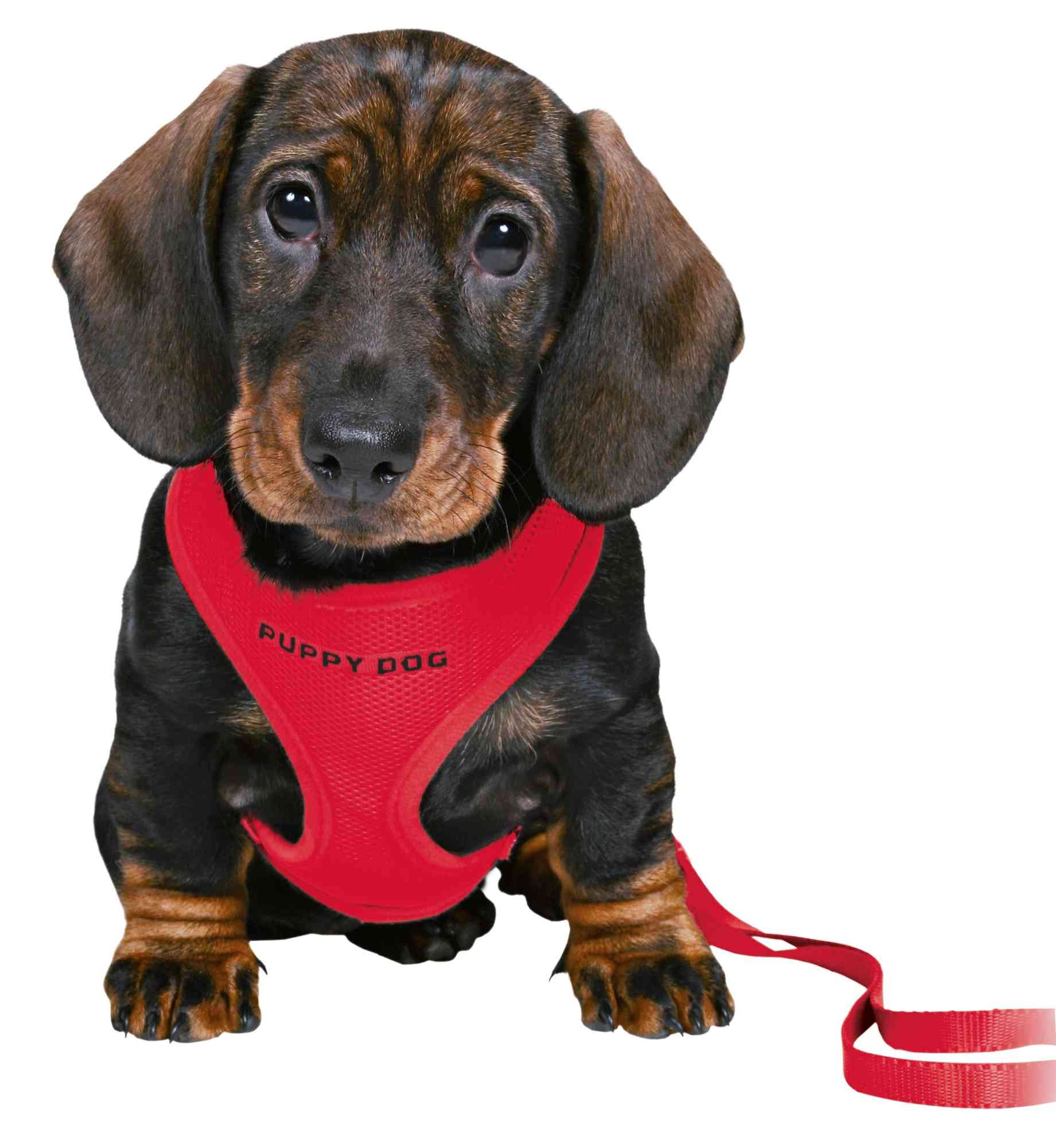 Harness Puppy Soft Harness and lead Shop Playpens