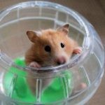 X-Large Hamster / Rat Ball (22cm) - Image 3
