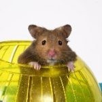 X-Large Hamster / Rat Ball (22cm) - Image 2